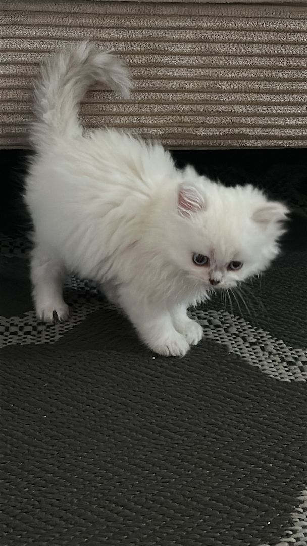 Junge Katze sucht neuen Besitzer – 9 Wochen alt