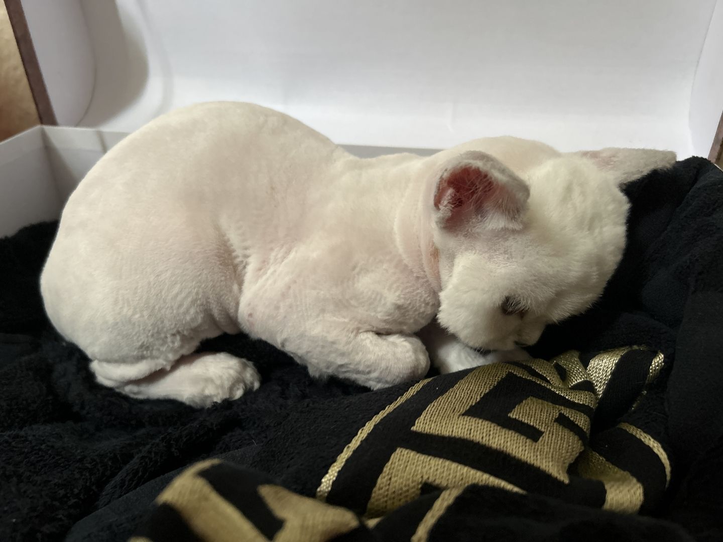 Junge Katze sucht neuen Besitzer – 9 Wochen alt