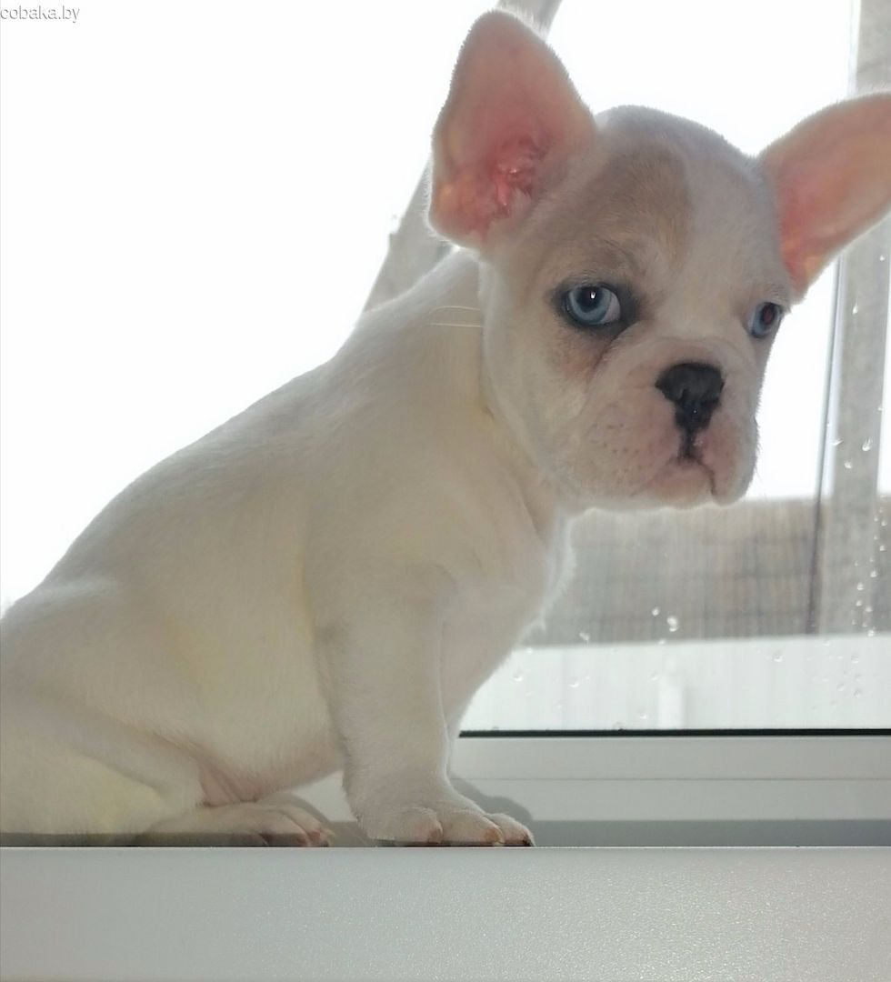 Französischer Bulldoggenwelpen.