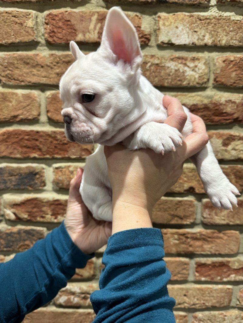 französische Bulldogge