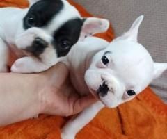 französische Bulldogge