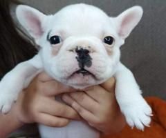 französische Bulldogge