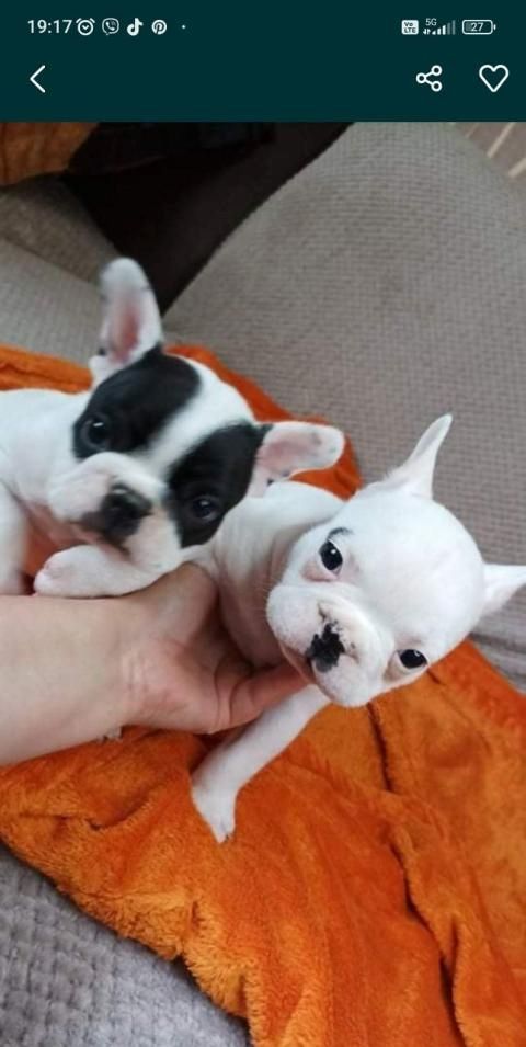 französische Bulldogge