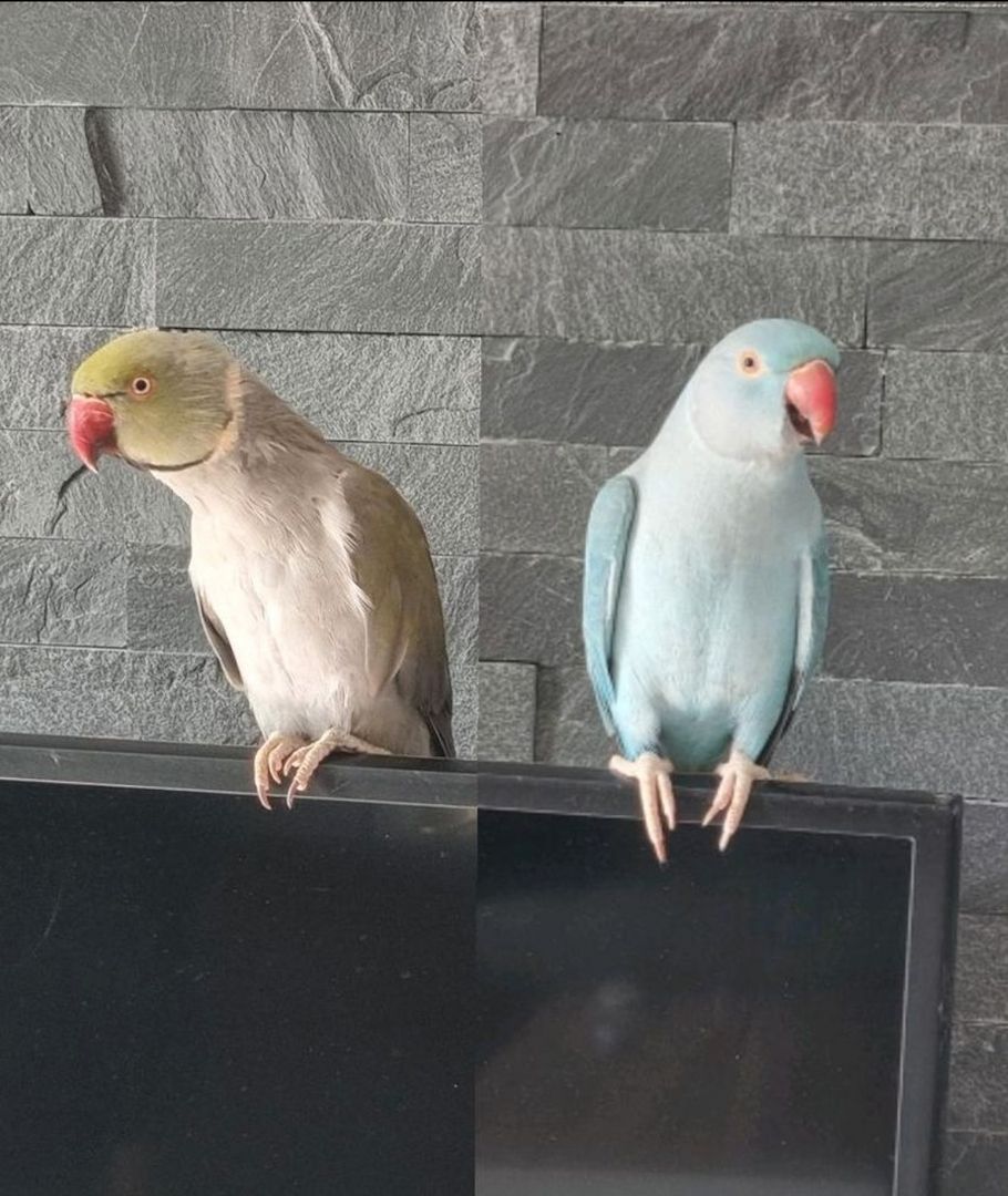 Halsbandsittich Pärchen