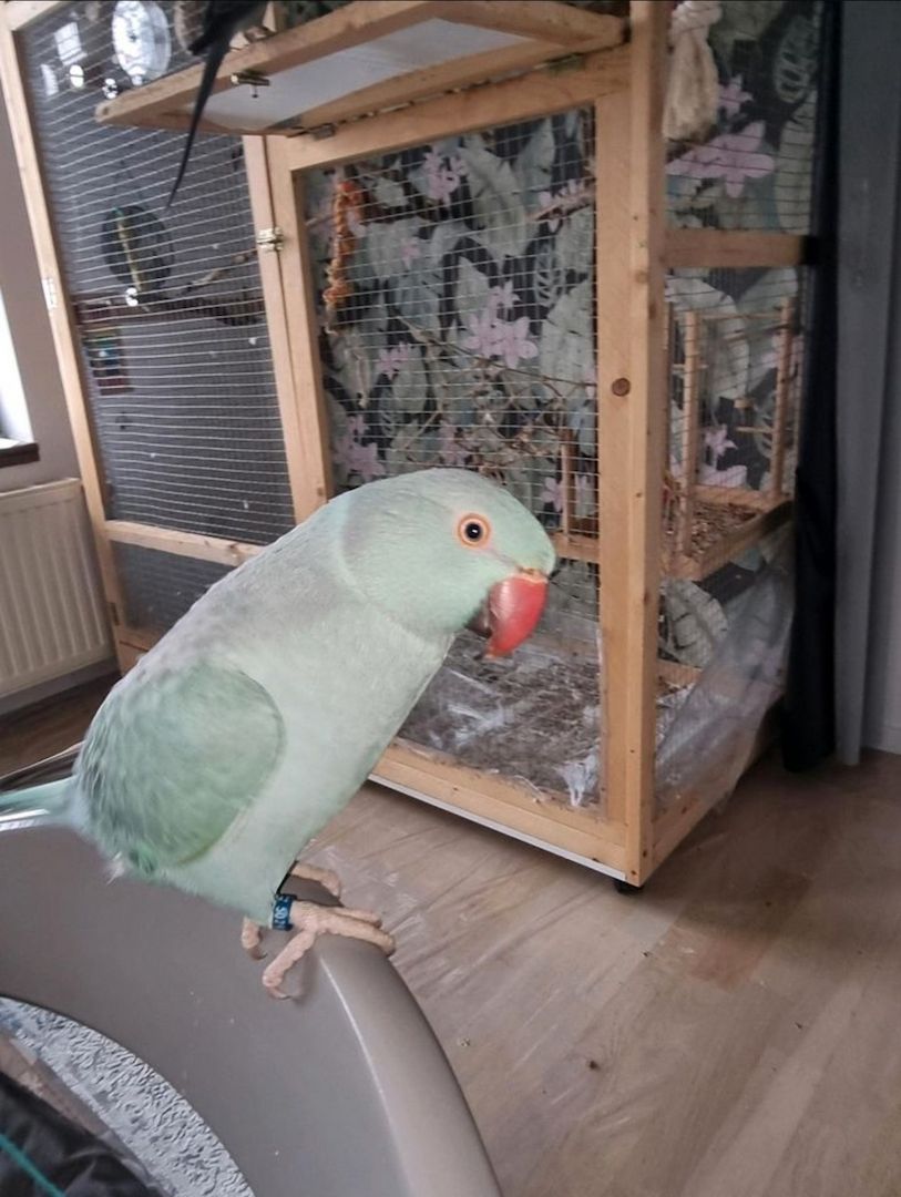 Halsbandsittich Pärchen