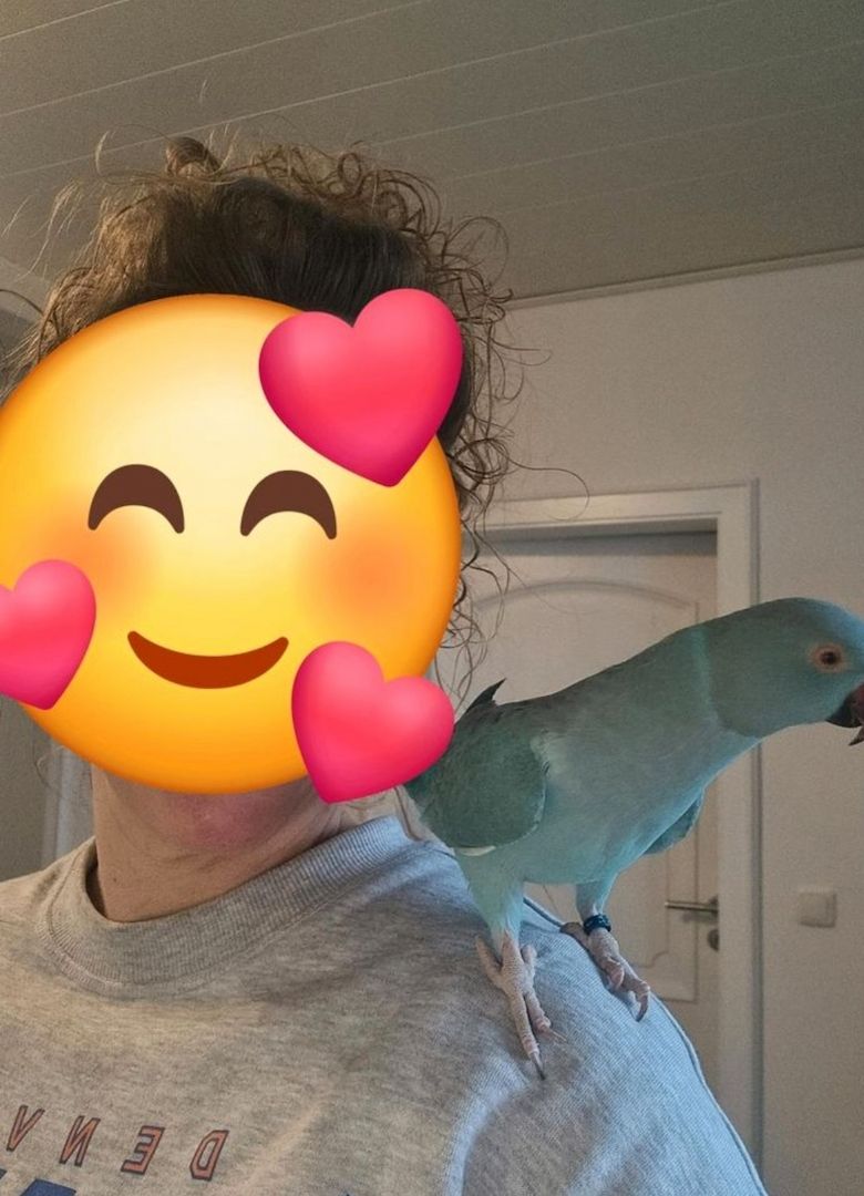 Halsbandsittich Pärchen