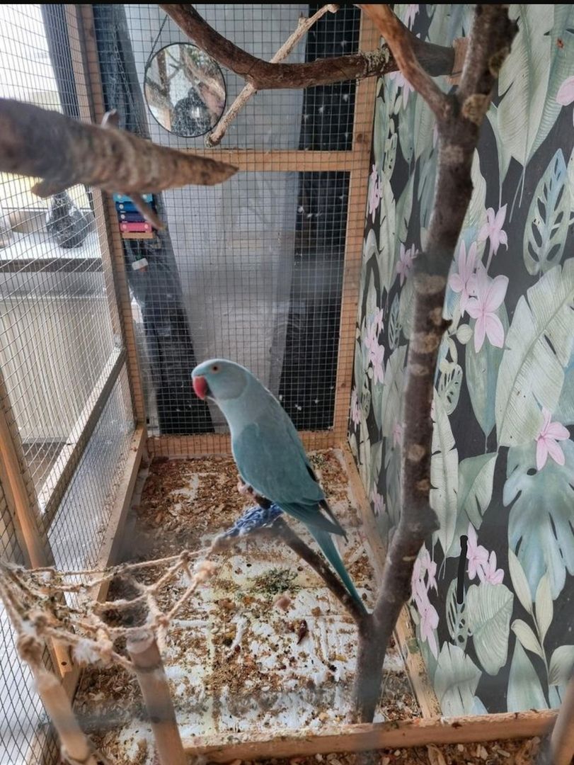 Halsbandsittich Pärchen