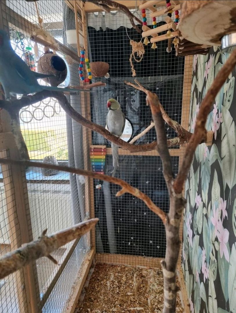 Halsbandsittich Pärchen