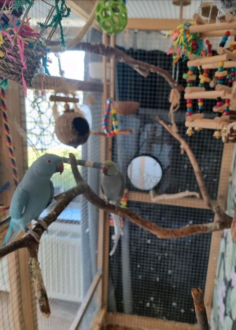 Halsbandsittich Pärchen