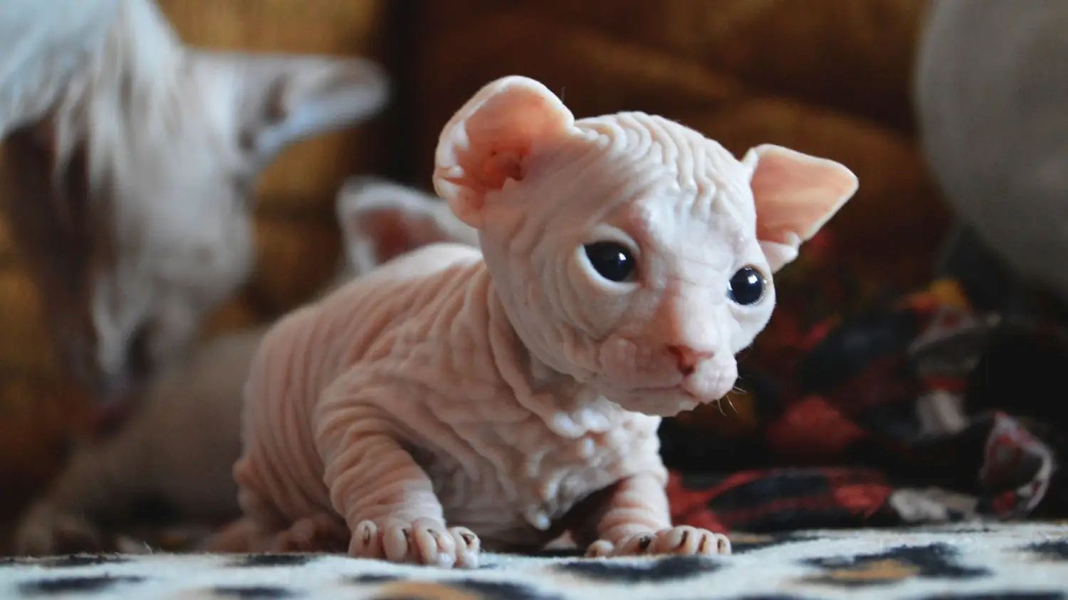 Sphynx Katzenwelpen – reinrassig & entwurmt. 