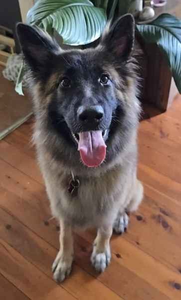 5 wunderschöne Deutsche Schäferhundwelpen 5 wunderschöne Deutsche Schäferhundwelpen