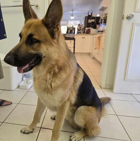 5 wunderschöne Deutsche Schäferhundwelpen 5 wunderschöne Deutsche Schäferhundwelpen