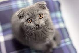 Schneebärchen mit blauen Augen,Stammbaum,gechip , Gesundheitszeugnis