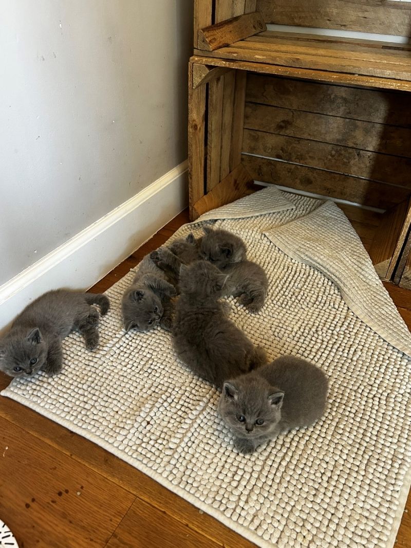 BKH/BLH Zuckersüße Katzenbaby