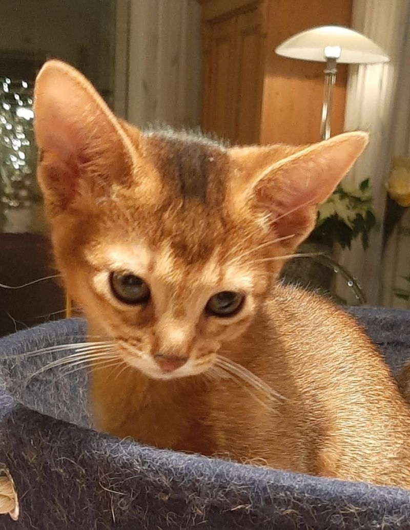 Pola BKH Mädchen und Tobi BKH Jungs🐈‍⬛🥰