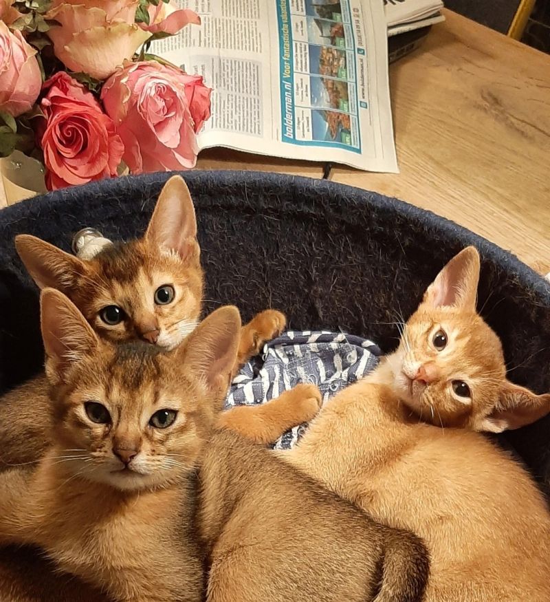 Pola BKH Mädchen und Tobi BKH Jungs🐈‍⬛🥰