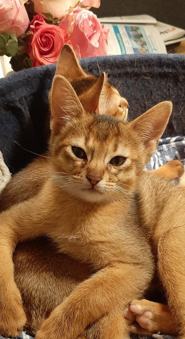 Pola BKH Mädchen und Tobi BKH Jungs🐈‍⬛🥰