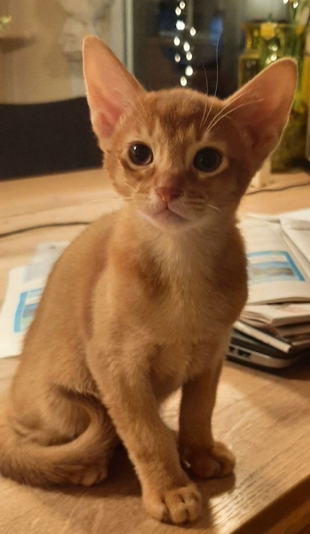 Pola BKH Mädchen und Tobi BKH Jungs🐈‍⬛🥰