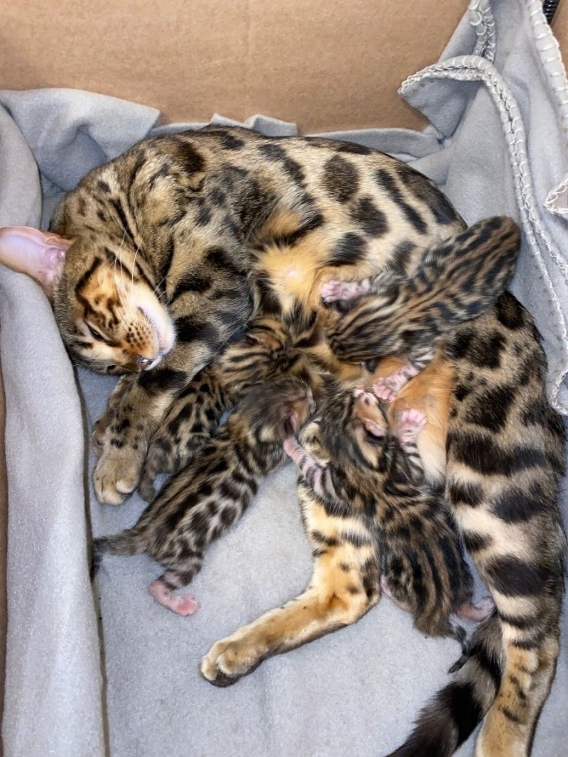 Abgabebereit! Letzter Bengal Kitten des Wurfs -reinrassig von offiziellen Züchter
