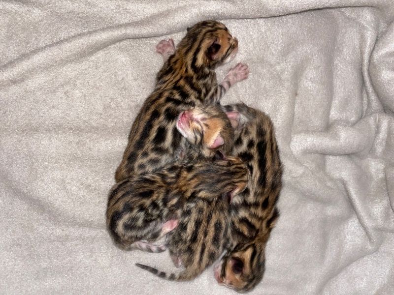 Abgabebereit! Letzter Bengal Kitten des Wurfs -reinrassig von offiziellen Züchter