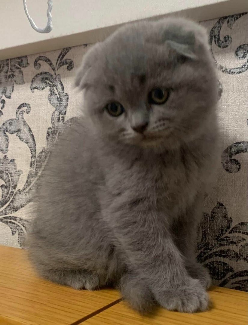 Nur noch 3 BKH Kitten suchen ein neues Zuhause