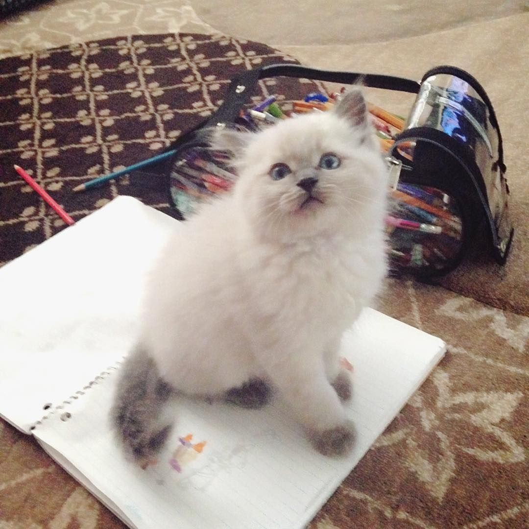 Ragdoll-Kätzchen suchen ein neues Zuhause