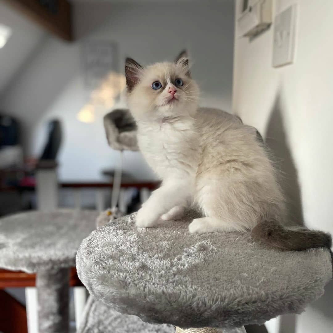 Ragdoll-Kätzchen suchen ein neues Zuhause