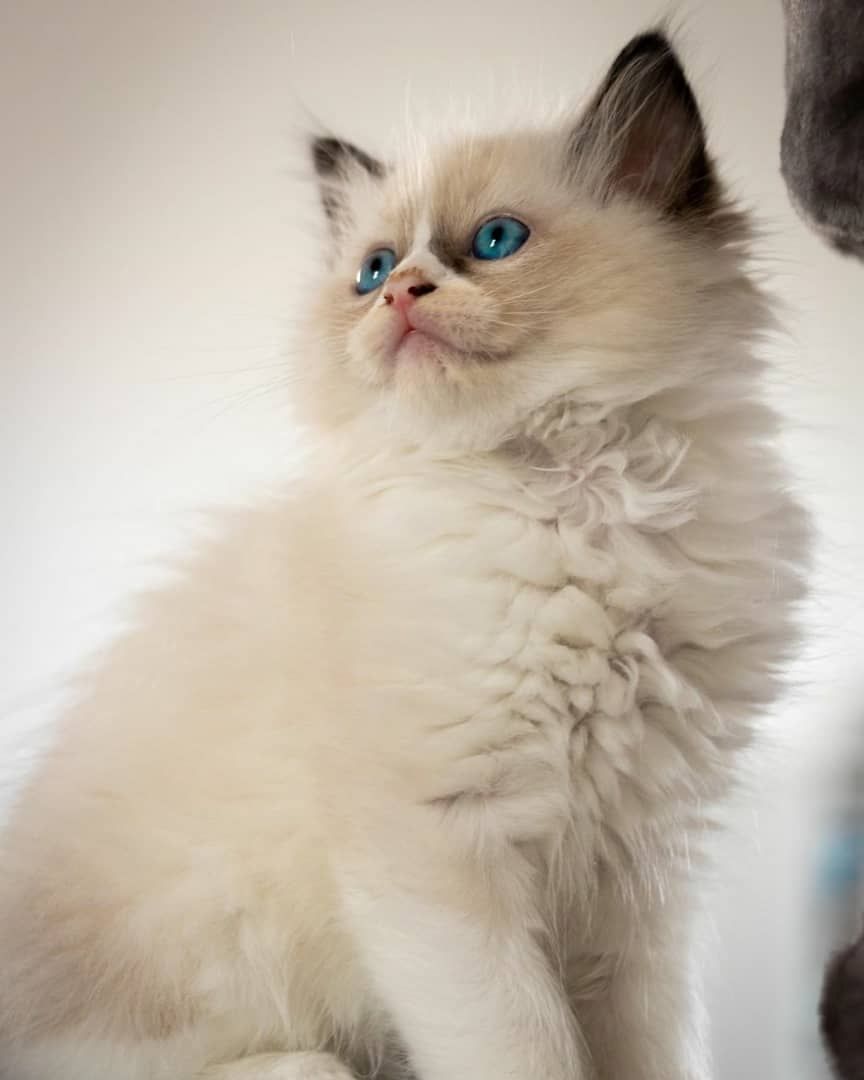 Ragdoll-Kätzchen suchen ein neues Zuhause