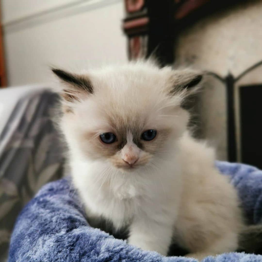 Ragdoll-Kätzchen suchen ein neues Zuhause