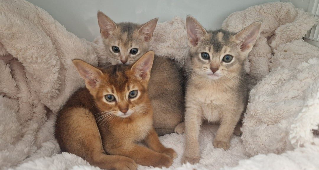 Schöne Abessinierkätzchen Schöne Abessinierkätzchen