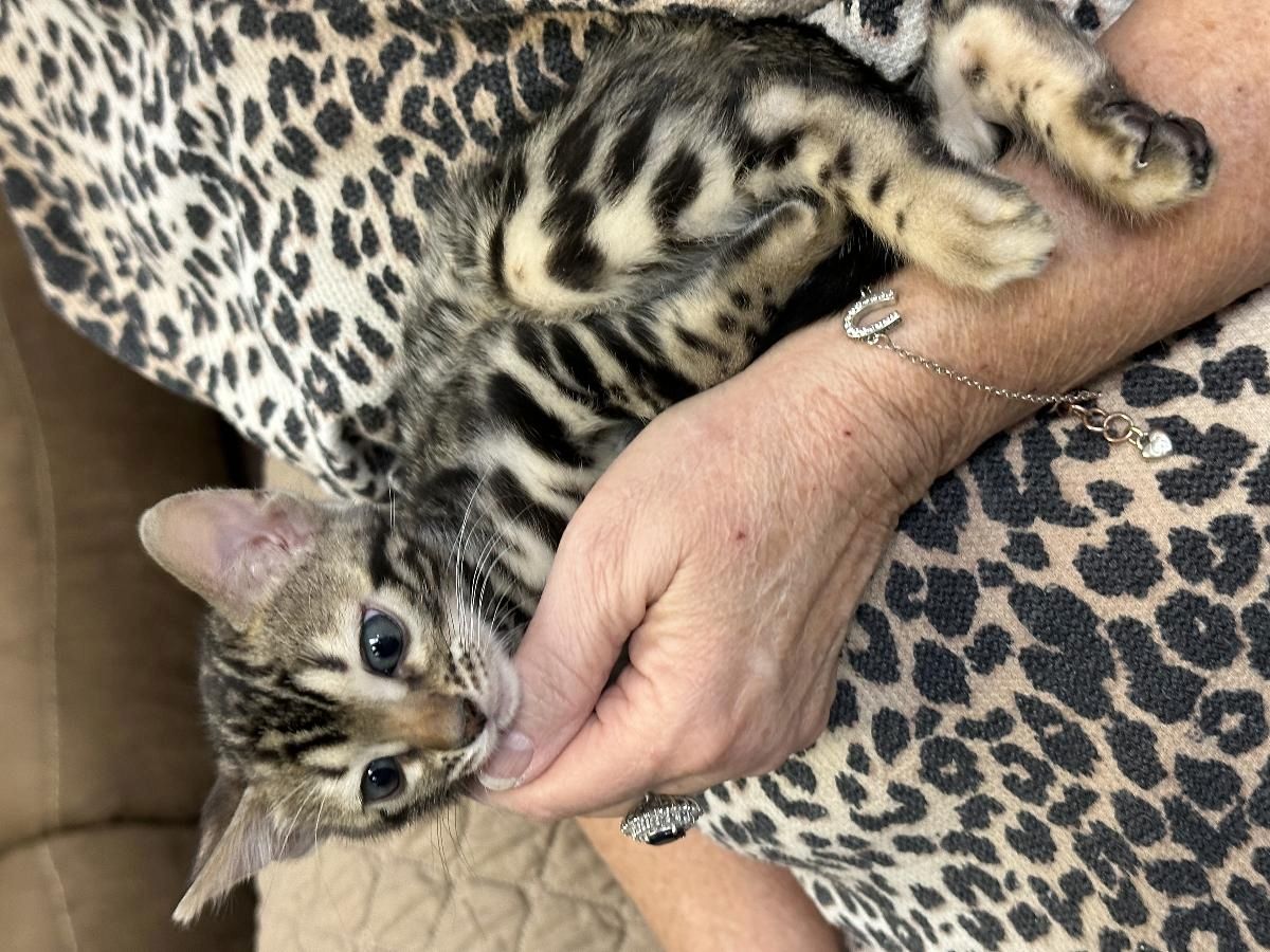 Männliche und weibliche Bengalkatzen