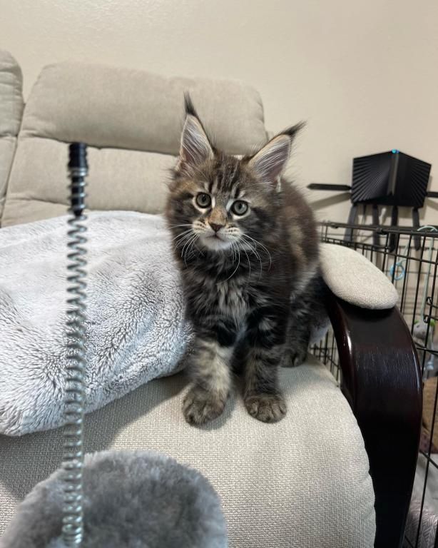 Dreifarbige Maine-Coon-Kätzchen