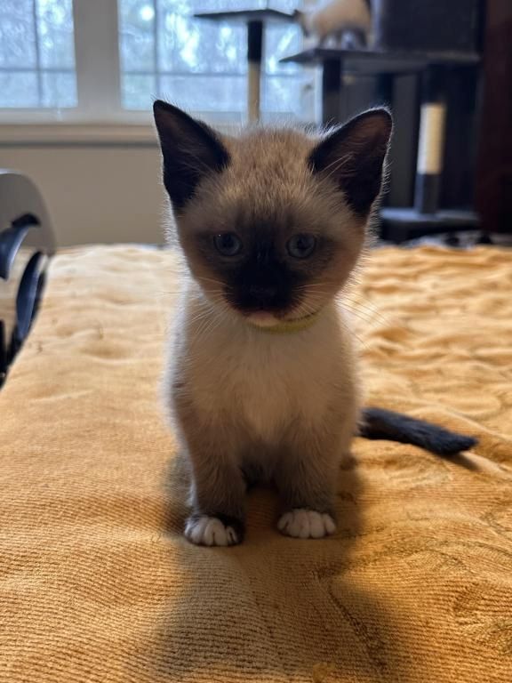 Blauäugige Siamkatzen-Kätzchen zu verkaufen