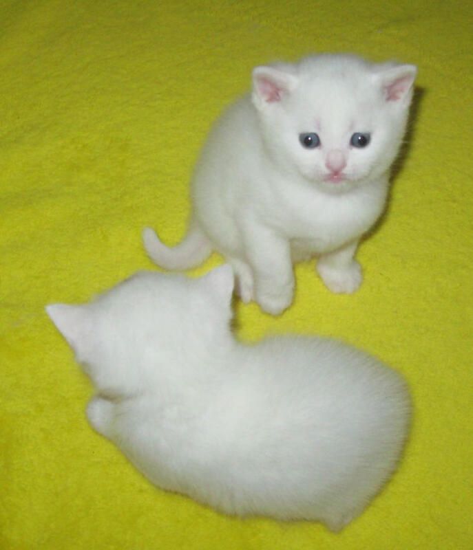 Perserkätzchen zu verkaufen,,