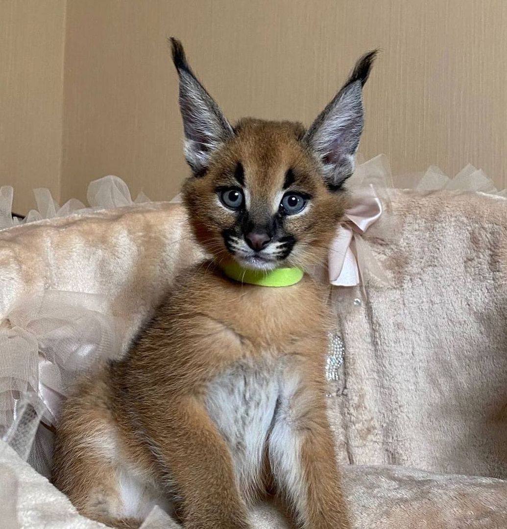 Savannah f4, f5, f6 Kätzchen verfügbar