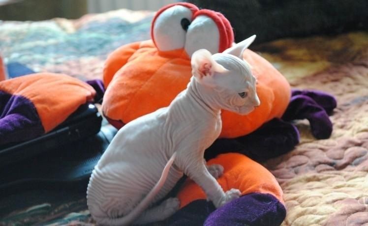 Wunderschöne Sphynx-Kätzchen