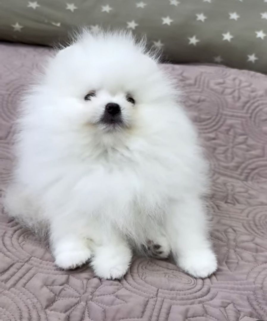 Wunderschöne Zwergspitz Pommersche Welpen  Wunderschöne Zwergspitz Pommersche Welpen