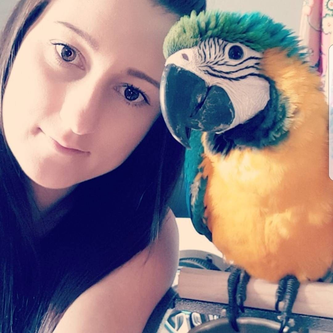 Ara-Papagei von Hand gefüttert und gut gezähmt