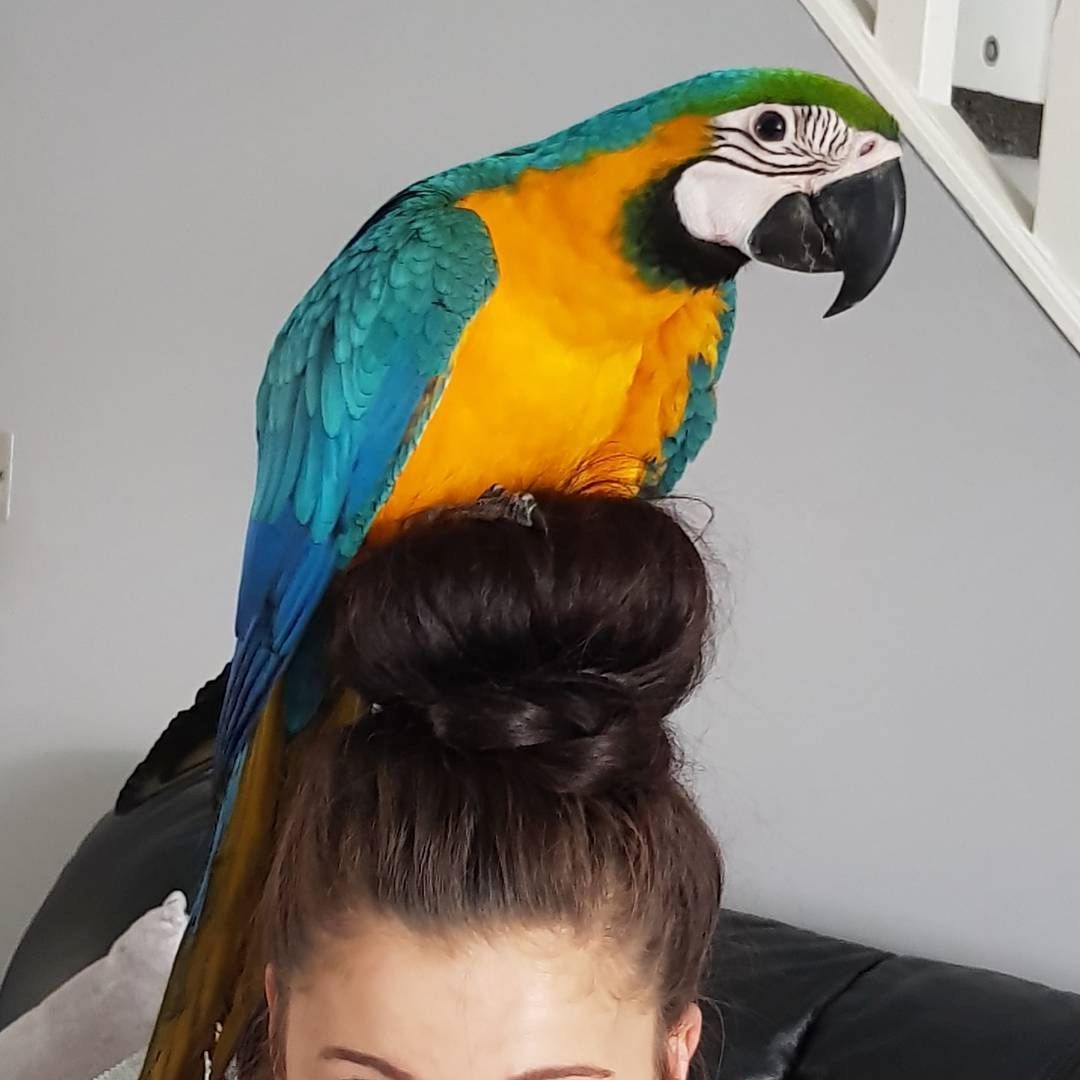 Ara-Papagei von Hand gefüttert und gut gezähmt