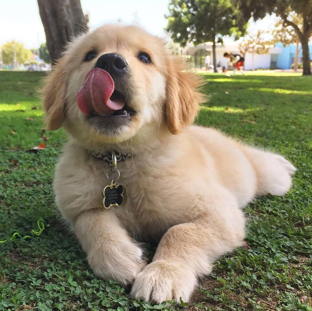 Entzückender Golden Retriever Welpe