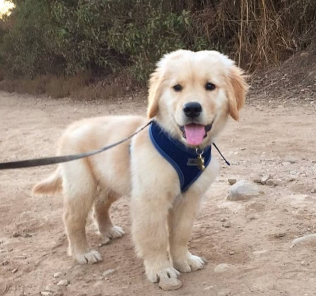 Entzückender Golden Retriever Welpe