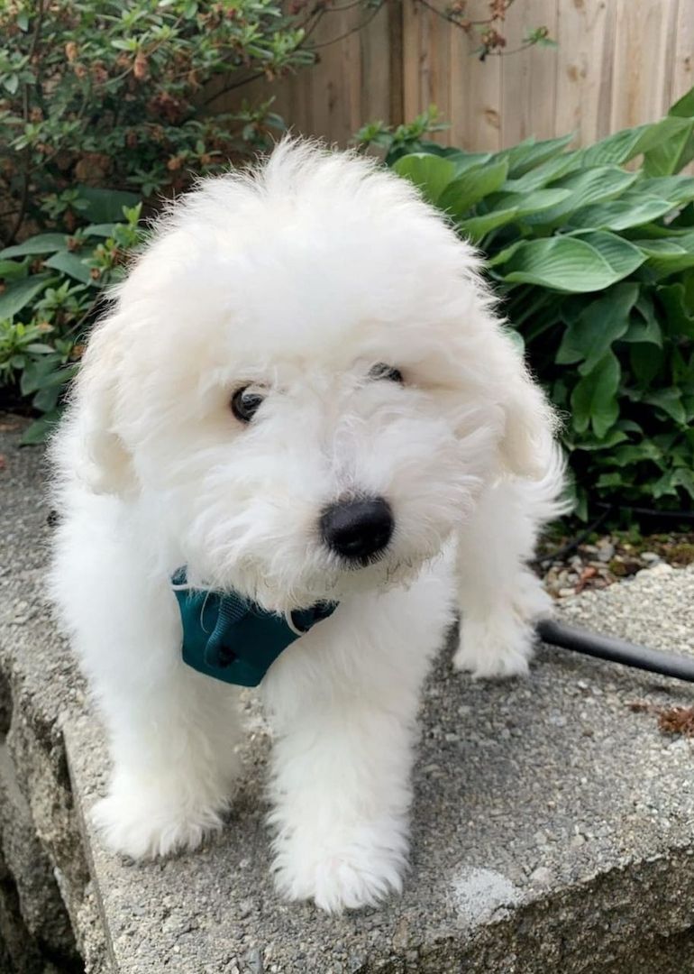 Bichon Frisé (Miffie)