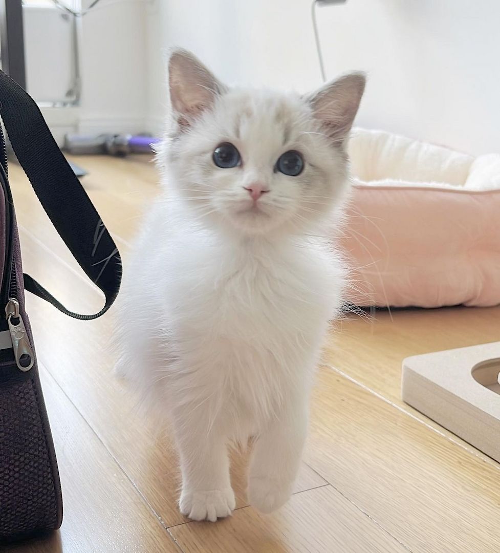 Ein weibliches Ragdoll-Kätzchen