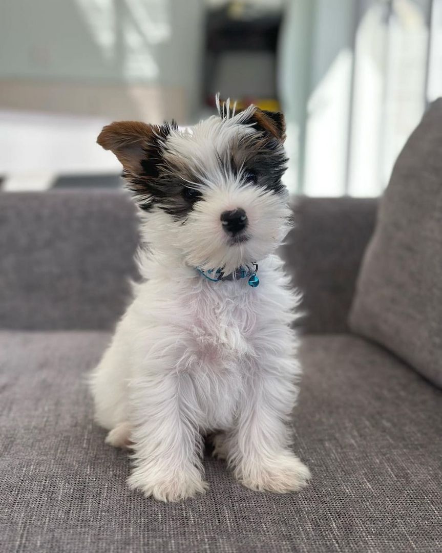 Bezaubernder Biewer Yorkshire Terrier Welpe