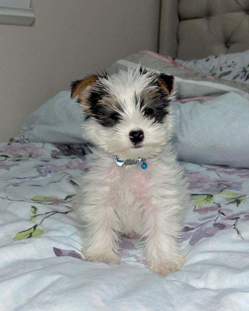 Bezaubernder Biewer Yorkshire Terrier Welpe