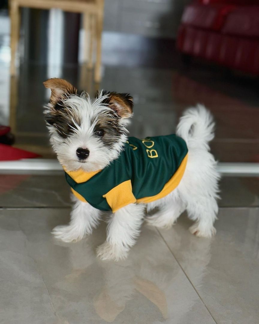 Bezaubernder Biewer Yorkshire Terrier Welpe