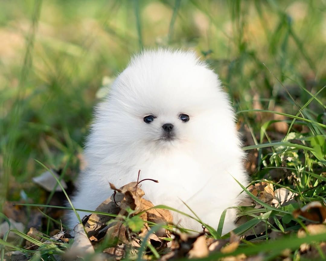 Pomeranian Welpen