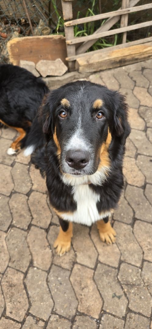 Bernersennen Mix Bernersennen Mix