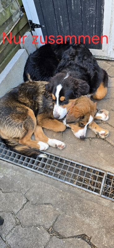 Bernersennen Mix Bernersennen Mix