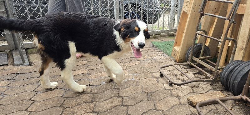 Bernersennen Mix Bernersennen Mix